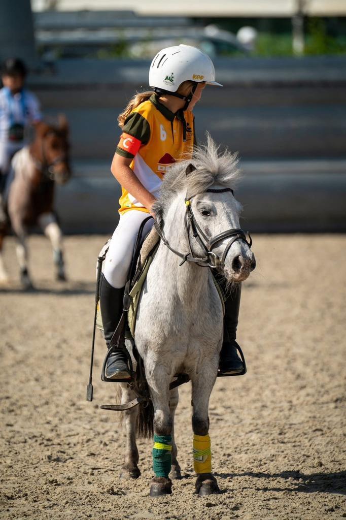 Shetlandpony met stamboek, Dieren en Toebehoren, Pony's, Merrie, A pony (tot 1.17m), Recreatiepony, 11 jaar of ouder, Met stamboom