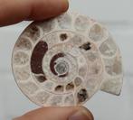 AMMONIET uit Madagascar, Verzamelen, Mineralen en Fossielen, Ophalen of Verzenden, Fossiel