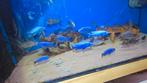 Malawi Sciaenochromis fryeri iceberg, Dieren en Toebehoren