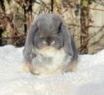 Mooie lieve Minilop ram 11 weekjes, Mâle, Nain, Oreilles tombantes, 0 à 2 ans