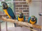Blauw gele ara's, Dieren en Toebehoren, Mannelijk, Papegaai, Tam