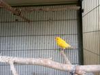 Kanarieman, Animaux & Accessoires, Oiseaux | Canaris