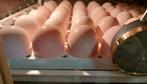 Ross broedeieren vetkip., Dieren en Toebehoren, Pluimvee | Toebehoren, Ophalen of Verzenden, Zo goed als nieuw