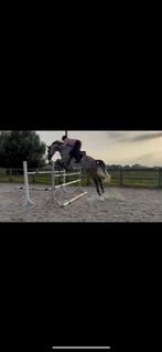 7 jarige ruin Chilli willi x kannan, Dieren en Toebehoren, Paarden, Ruin, 170 tot 175 cm, Springpaard, 7 tot 10 jaar