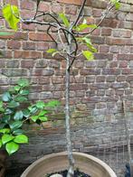 Appelboom, Tuin en Terras, Ophalen, In pot, Appelboom