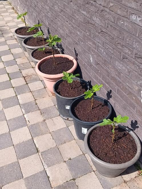 Gezonde vijgenplanten (Ficus Carica) Brown Turkey, Tuin en Terras, Planten | Fruitbomen, In pot, Ophalen