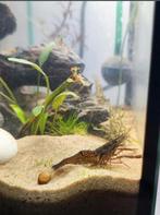 Allerlei vissen, Vis, Zoetwatervis