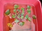 Waternoot trapa natans, Tuin en Terras, Planten | Tuinplanten, Ophalen, Volle zon, Vaste plant, Zomer