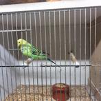 Parkietje, Dieren en Toebehoren