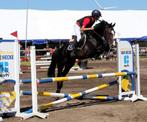 Ter dekking Olliver Van Duyversputten, Dieren en Toebehoren, Pony's