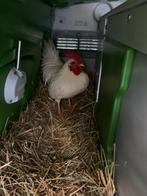 Witte krielhaan zoekt goede thuis, Dieren en Toebehoren, Pluimvee, Mannelijk, Kip