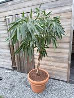 Ficus mahori in terracota pot, Tuin en Terras, Ophalen, Lente