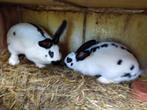 Jonge vleeskonijnen, Dieren en Toebehoren