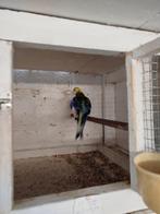 Parkieten, Dieren en Toebehoren