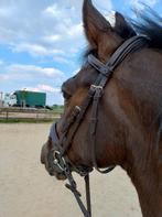 14 jarige ruin, Dieren en Toebehoren, Gechipt, Minder dan 160 cm, Ruin, Zadelmak