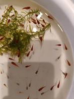 Rode platy, Dieren en Toebehoren