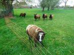 baggerbonte ram van 19 maanden  en 4 ooien, Dieren en Toebehoren, Schapen, Geiten en Varkens, Meerdere dieren, Schaap, 0 tot 2 jaar