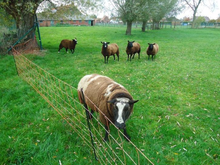 baggerbonte ram van 19 maanden  en 4 ooien, Dieren en Toebehoren, Schapen, Geiten en Varkens, Schaap, Meerdere dieren, 0 tot 2 jaar
