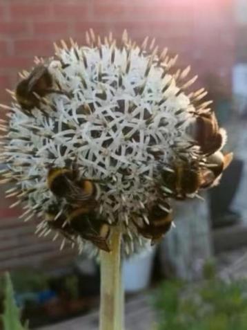 Witte kogeldistel zaailingen , 0,50 cent, zelf opkweken beschikbaar voor biedingen