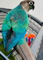 Conure turquoise eam, Ophalen