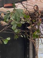 grote putters, Dieren en Toebehoren