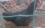 Australorp coq 4 mois, Animaux & Accessoires, Mâle, Poule ou poulet