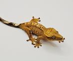 Wimpergekko vrouw, Dieren en Toebehoren, Reptielen en Amfibieën, Hagedis, 0 tot 2 jaar