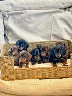 Hier geboren Black&tann en Choco tann teckeltjes beschikbaar, Dieren en Toebehoren, Honden | Teckels en Dashonden, CDV (hondenziekte)