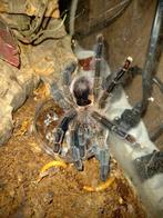 4 mooie tarantula's + terra zoeken nieuwe thuis, Dieren en Toebehoren, Reptielen en Amfibieën