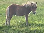 Veulen, Dieren en Toebehoren, Pony's, Niet van toepassing, 0 tot 2 jaar, Hengst, Recreatiepony