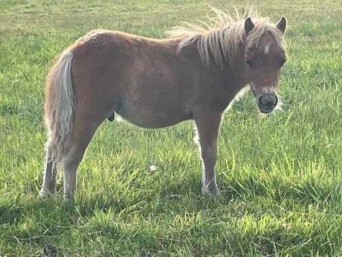 Veulen, Dieren en Toebehoren, Pony's, Hengst, Niet van toepassing, Recreatiepony, 0 tot 2 jaar, Met stamboom, Gechipt, Ontwormd