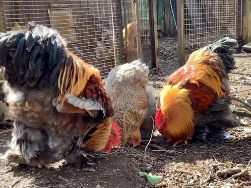 Cochin groothoender blauwgoudpatrijs broedeieren, Dieren en Toebehoren, Pluimvee, Kip, Geslacht onbekend