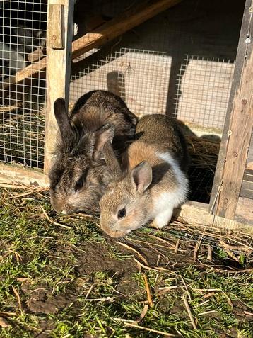 5 mooie dwergkonijntjes beschikbaar voor biedingen
