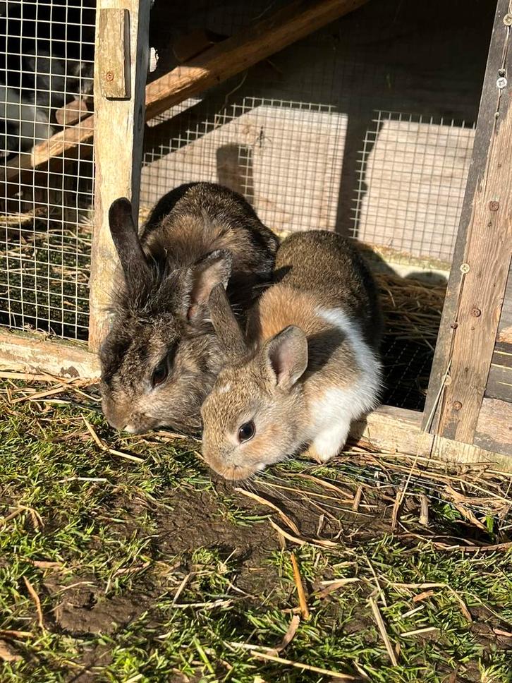 5 mooie dwergkonijntjes, Dieren en Toebehoren, Konijnen, Dwerg, Meerdere dieren, 0 tot 2 jaar