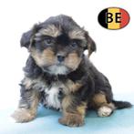 Prachtige Shorkie pups te koop, Dieren en Toebehoren, België, CDV (hondenziekte), 8 tot 15 weken, Meerdere