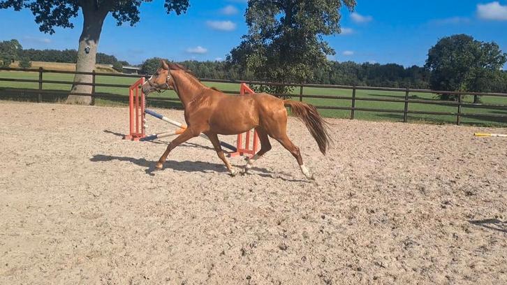 2,5 jarige Allrounder hengst, Dieren en Toebehoren, Paarden