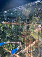 KWEEKKOPPELS REGENBOOG GRASPARKIETEN NU 20 EURO/KOPPEL, Meerdere dieren, Parkiet