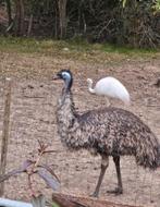 Emoe vrouwtje, Animaux & Accessoires, Volatiles, Femelle, Autres espèces