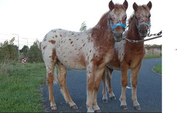 Mooi span appaloosa hengstveulens kinderpony tweespan beschikbaar voor biedingen