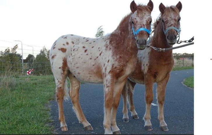 Mooi span appaloosa hengstveulens kinderpony tweespan, Dieren en Toebehoren, Paarden, Hengst, Zadelmak, Minder dan 160 cm, 0 tot 2 jaar
