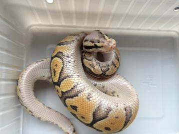 0.1 ball python - pastel lemon pastel fire het clown beschikbaar voor biedingen