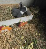 Rammetje zoekt thuis, Animaux & Accessoires, Rongeurs, Novembre, Mâle, Autres types