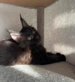 Maine Coon kittens, Poes, Gechipt, 0 tot 2 jaar