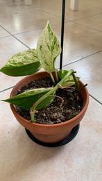 Drakenklimop in terra cotta potje, Ophalen