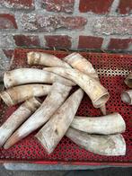 16 stuks echte koe horens, Collections, Collections Animaux, Enlèvement, Utilisé, Autres, Bois ou Tête
