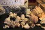Verzameling Fossielen schelpen     ook grotere, Verzamelen, Ophalen of Verzenden, Schelp(en)