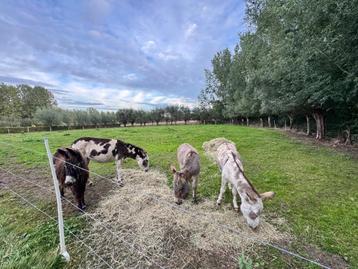 Ezels beschikbaar voor biedingen