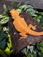 Jonge Baardagaam – Hypo Red-Orange morph