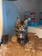 1 classic black lady, 1 white gentleman, Dieren en Toebehoren, Meerdere dieren, Gechipt, 0 tot 2 jaar