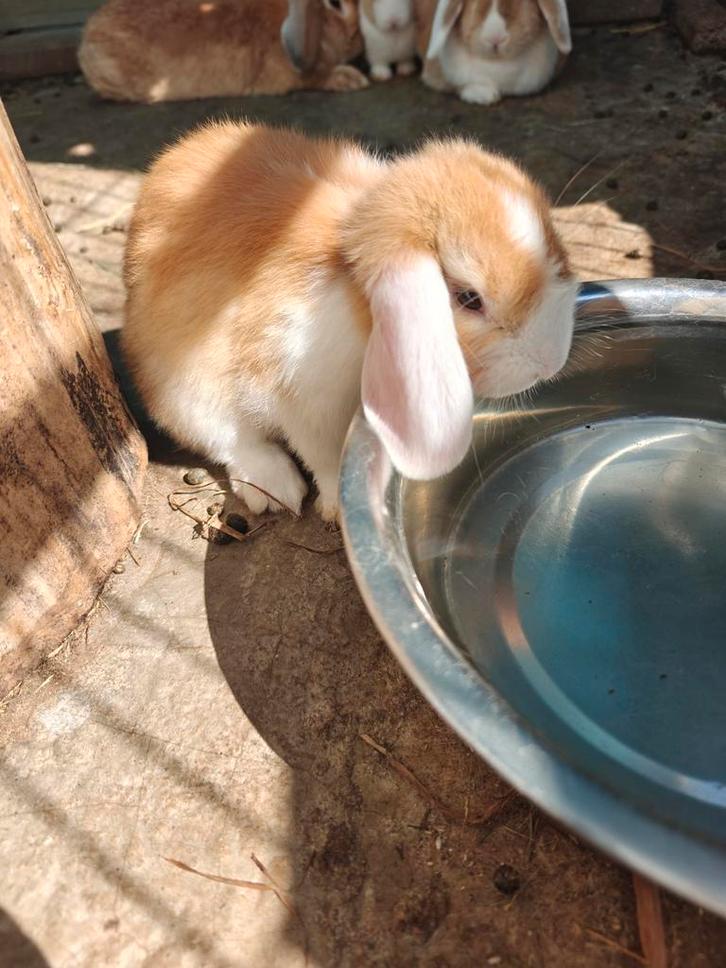NHD konijntje, Dieren en Toebehoren, Konijnen